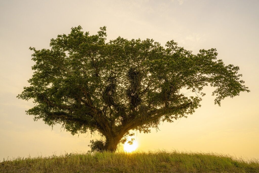 tree, alone, hill-7963033.jpg